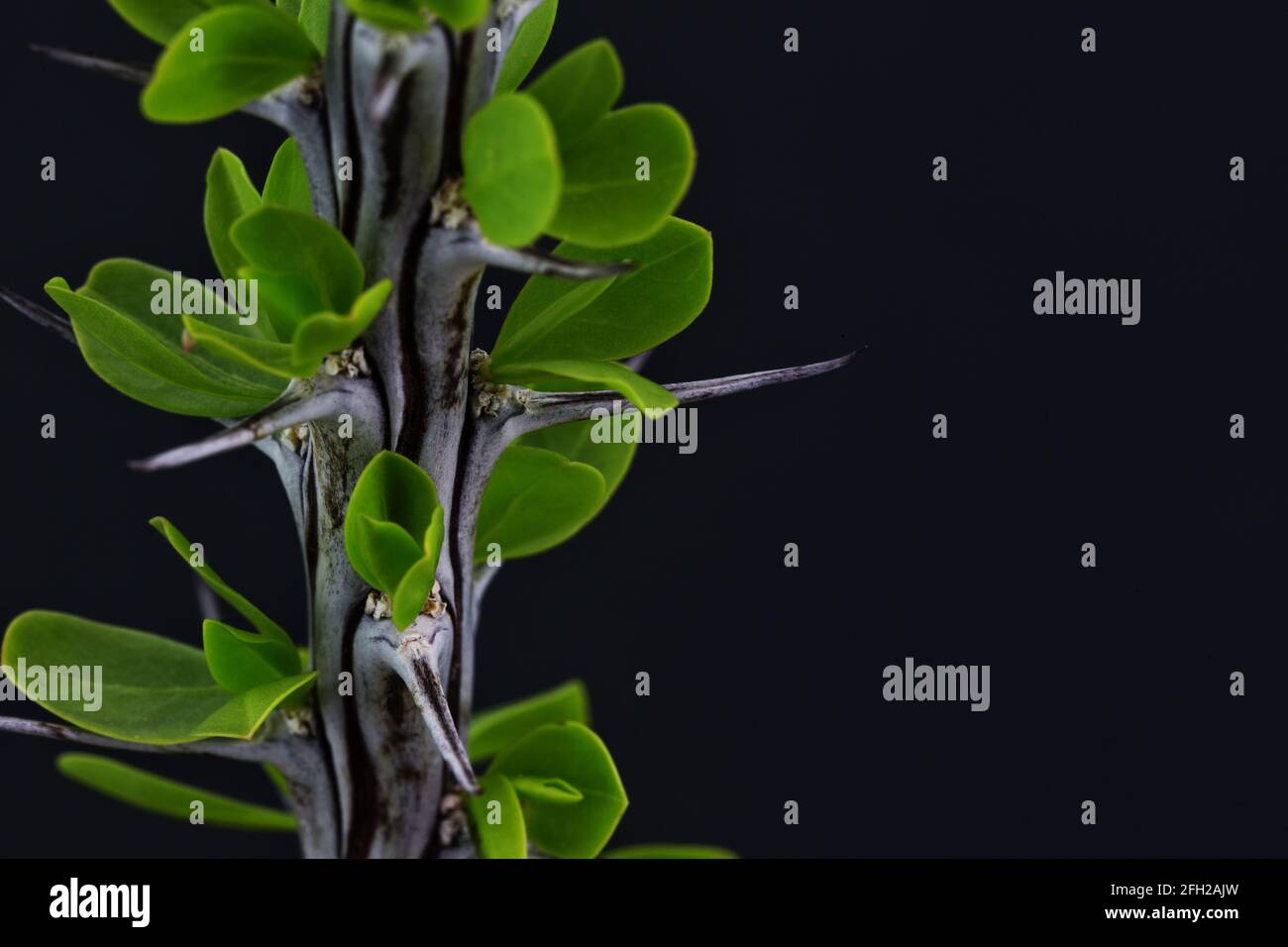 Close up of ocotillo, an indigenous desert xeriscape plant nicknamed coachwip.  Thorns and green leaves visible. Background with copy space. Stock Photo