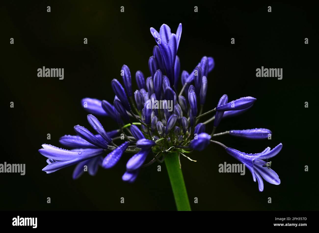 Agapanthus 'Torbay' or African lily in flower. Dorset, UK July 2017 Stock Photo
