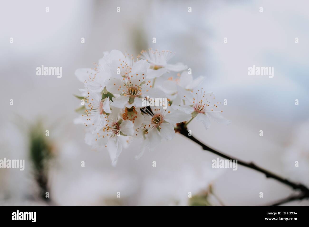 A closeup shot of blooming cherry blossoms on a tree branch against a ...