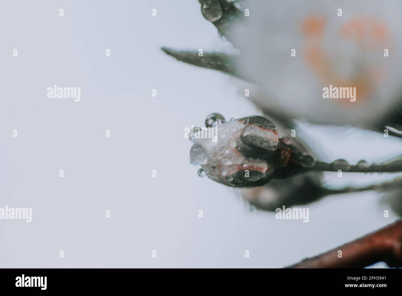 A closeup shot of blooming cherry blossoms on a tree branch against a ...