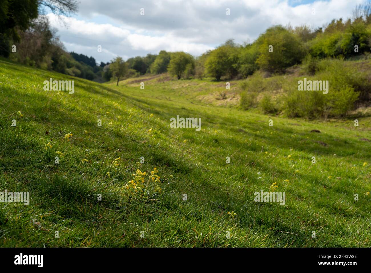 Ancaster Valley SSSI Cowslips Limestone Grassland Stock Photo
