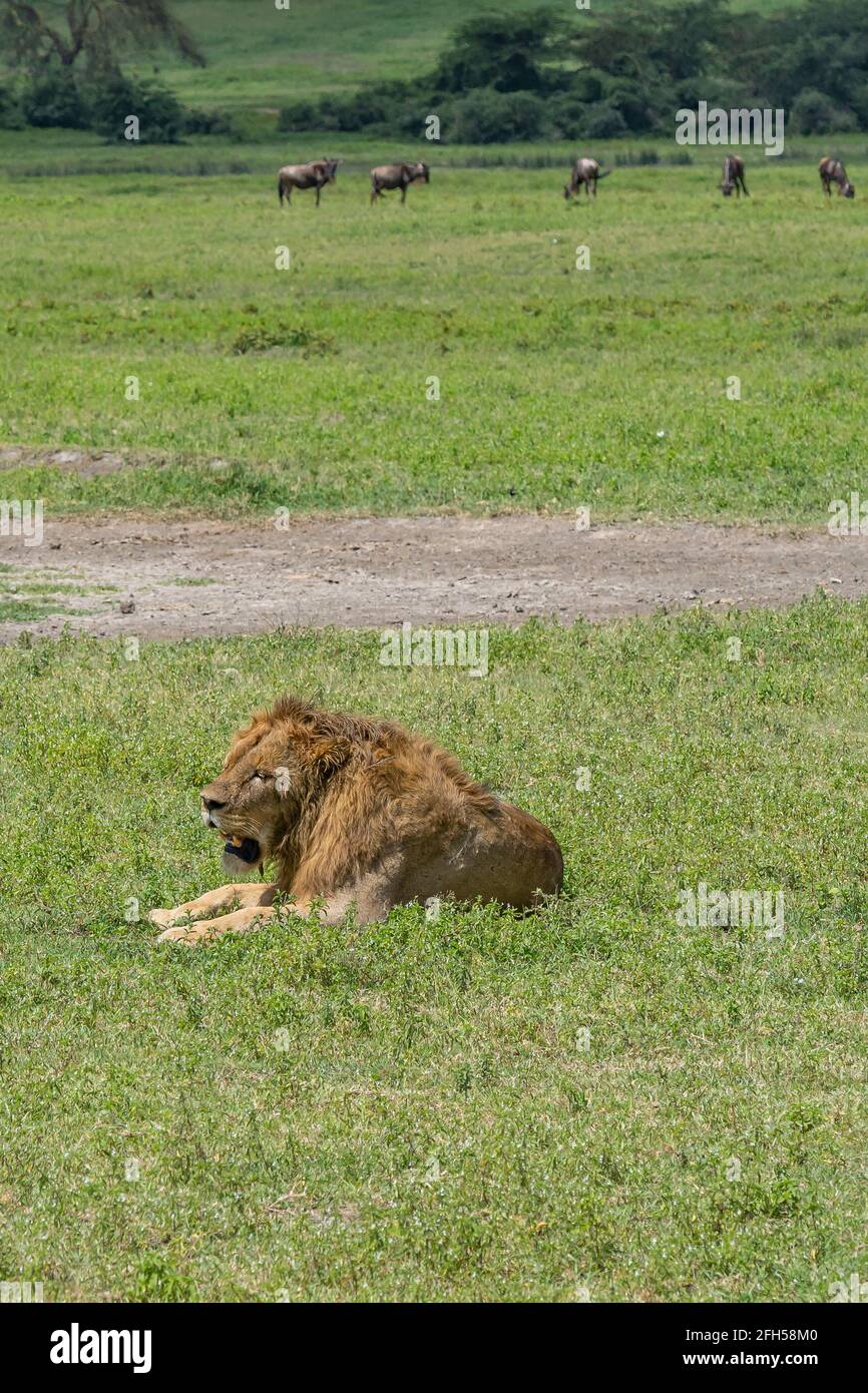 Vertical picture of lion hi-res stock photography and images - Alamy