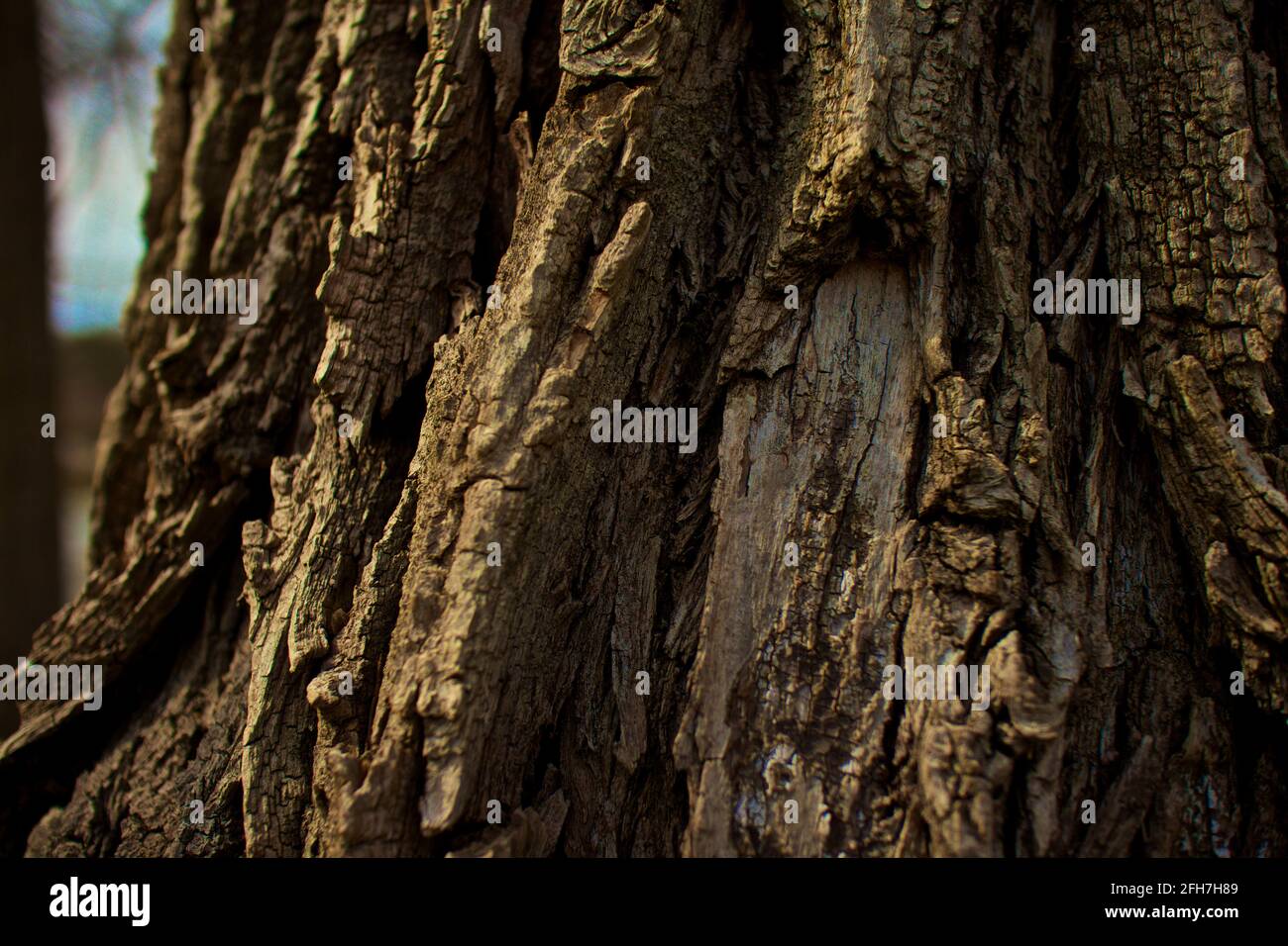 Close up of tree bark in the forest Stock Photo