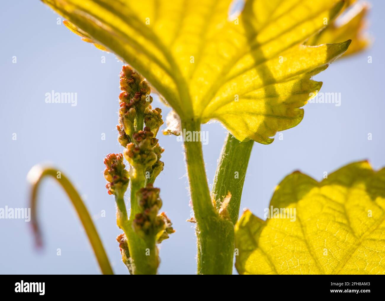 Young sprout of grapes on a sunny day. Inflorescences of grapevine. Selective focus - South Tyrol - Trentino Alto Adige - northern Italy Stock Photo