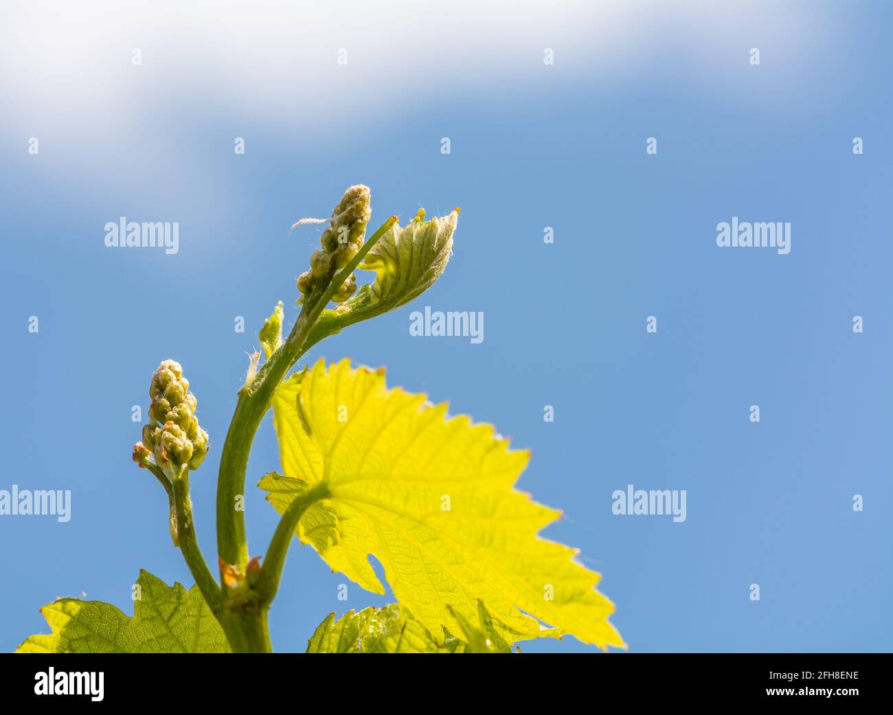 Young sprout of grapes on a sunny day. Inflorescences of grapevine. Selective focus - South Tyrol - Trentino Alto Adige - northern Italy Stock Photo