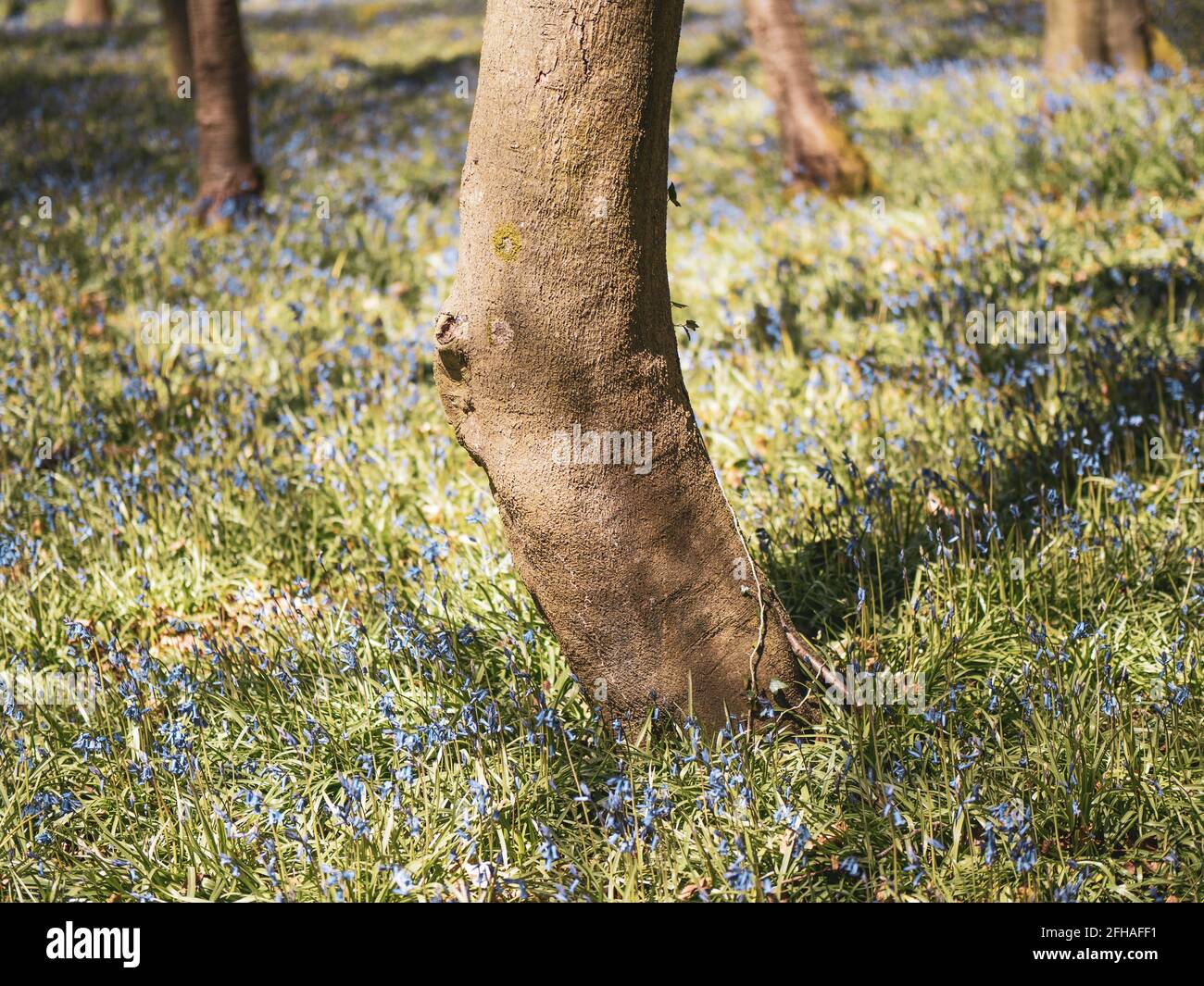 Bluebell Woods, Chiltern Hills, Checkendon, Oxfordshire, England, UK ...