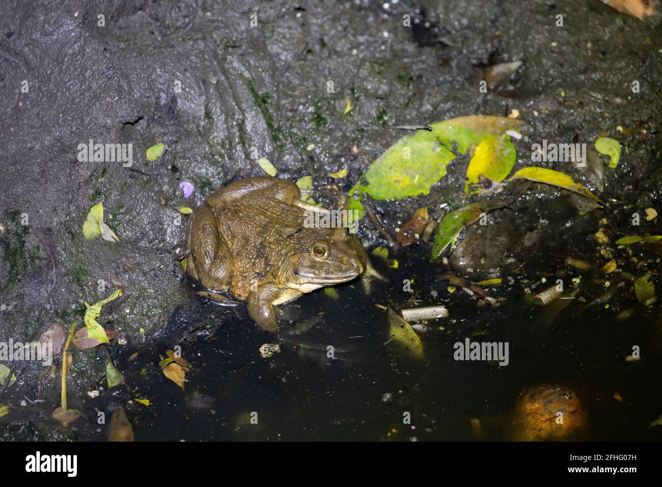 Closeup natural frog on dirty mud in waste water canal, take photo in