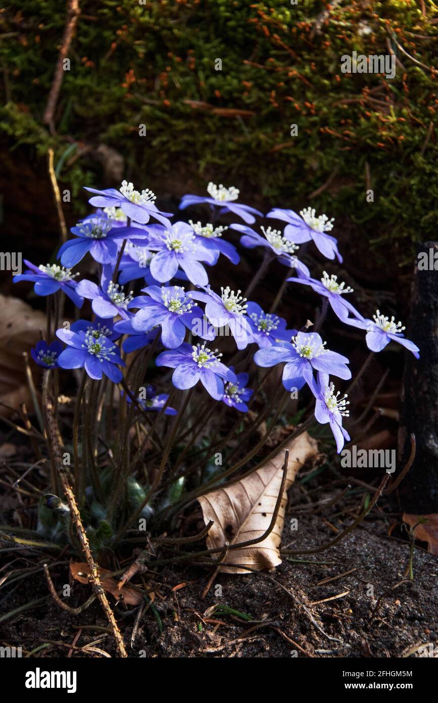 Blue anemones ( Anemonoides apennina, Anemonoides oregana) on forested mountain Omberg, Östergötland county, Sweden. Stock Photo