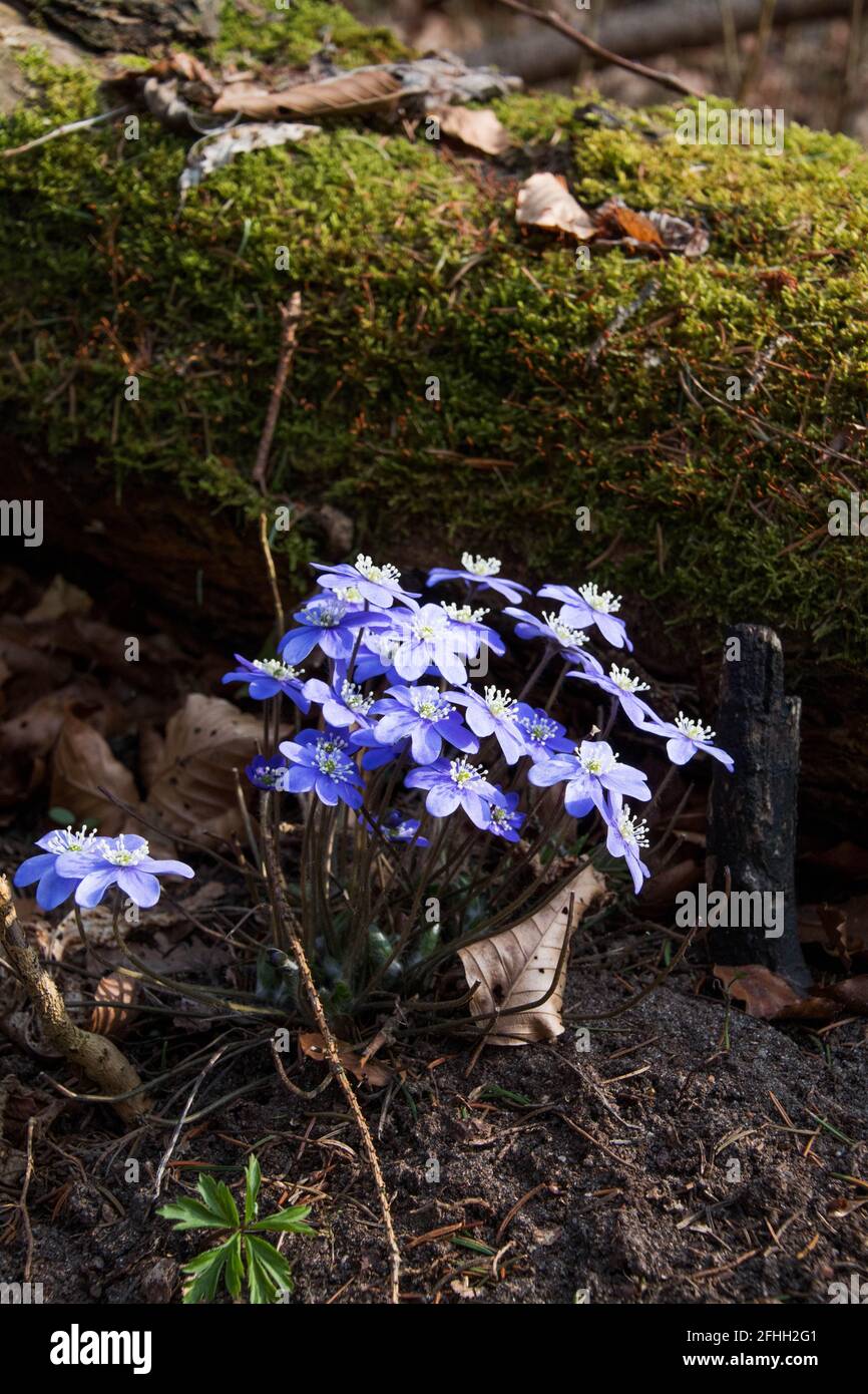 Blue anemones ( Anemonoides apennina, Anemonoides oregana) on forested mountain Omberg, Östergötland county, Sweden. Stock Photo