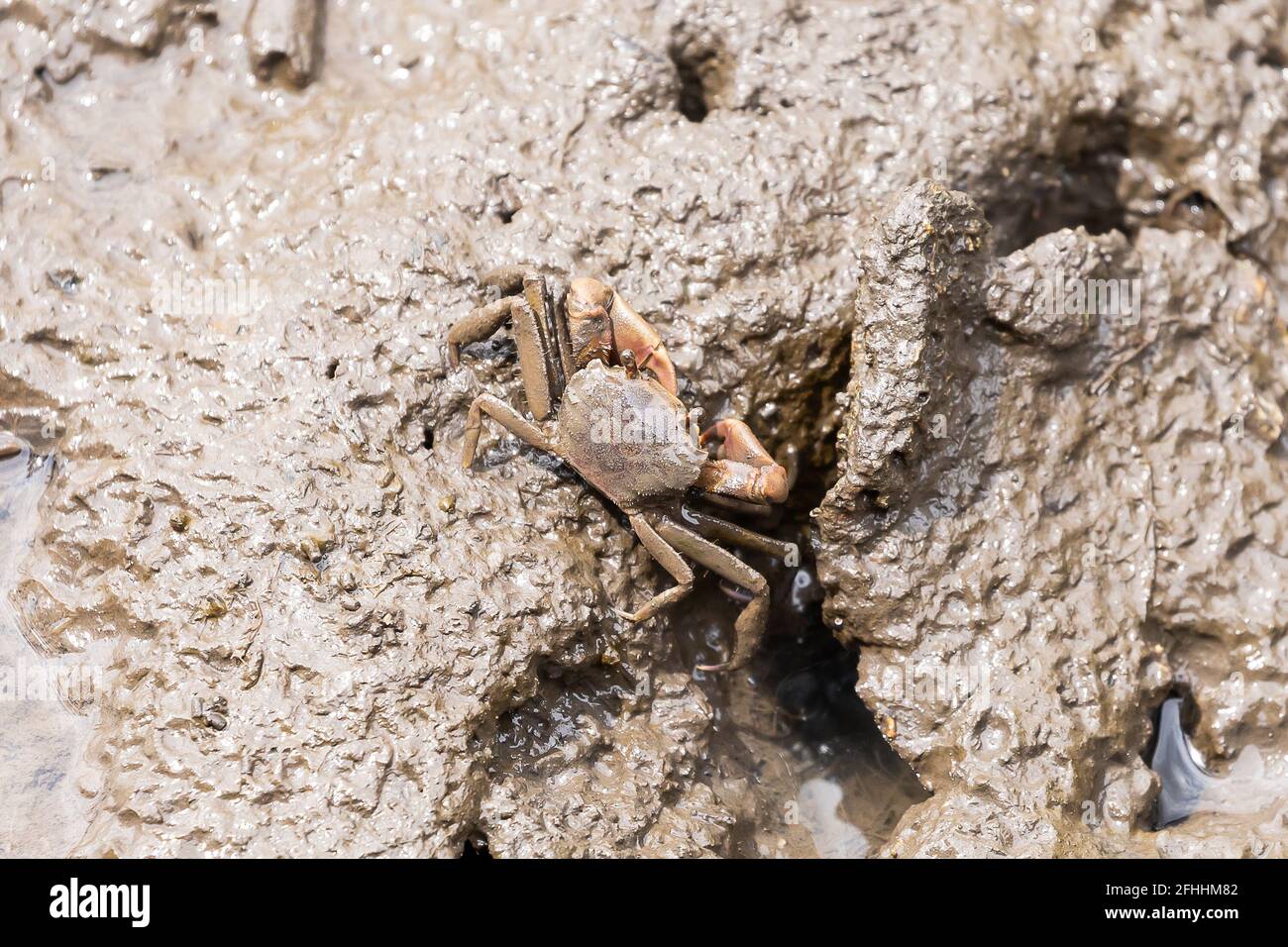 Closeup metaplax elegan crab on muddy mangrove forest Stock Photo