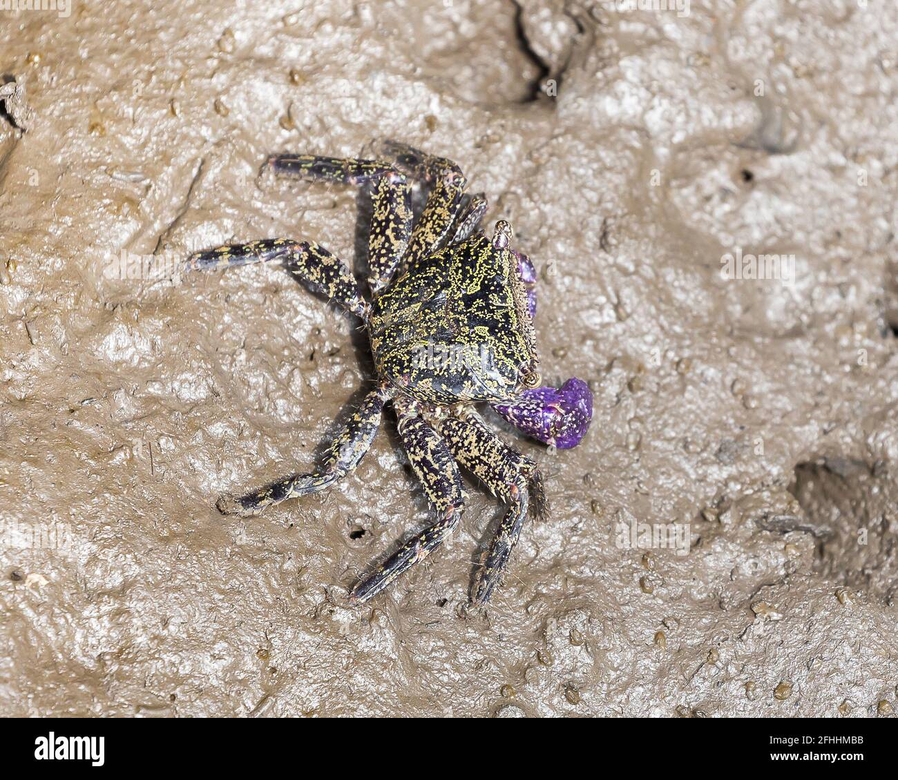 Closeup rock crab, metopograpsus frontalis latifrons on muddy in mangrove forest Stock Photo