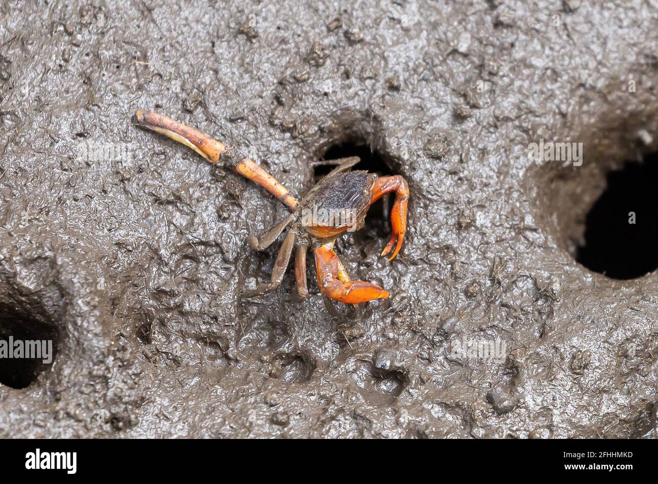 Closeup metaplax elegan crab on muddy in mangrove forest Stock Photo