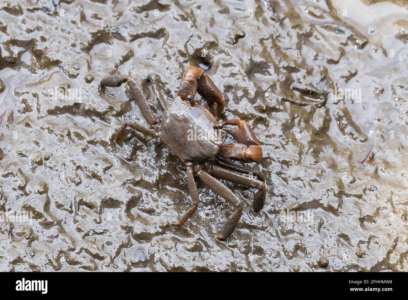 Closeup grapsidae metaplax crab on muddy in mangrove forest grapsidae, metaplax Stock Photo