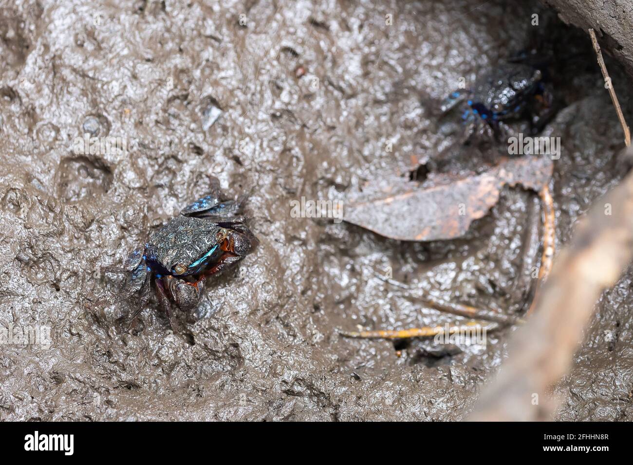 Closeup perisesarma eumolpe indiarum crab on muddy in mangrove forest Stock Photo