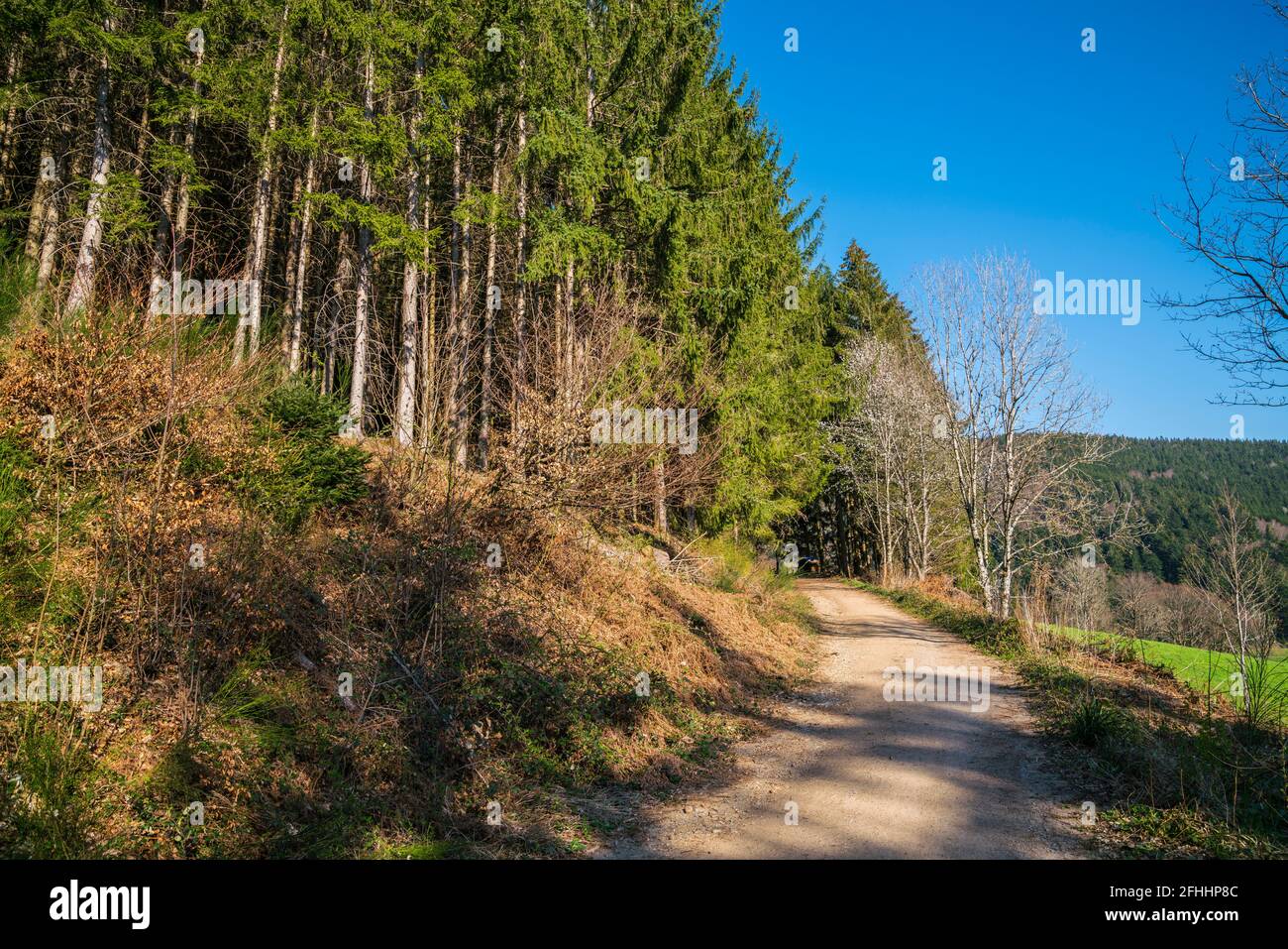 Germany, Black forest paradise untouched nature landscape of hiking trail along edge of the forest in springtime perfect for hiking Stock Photo
