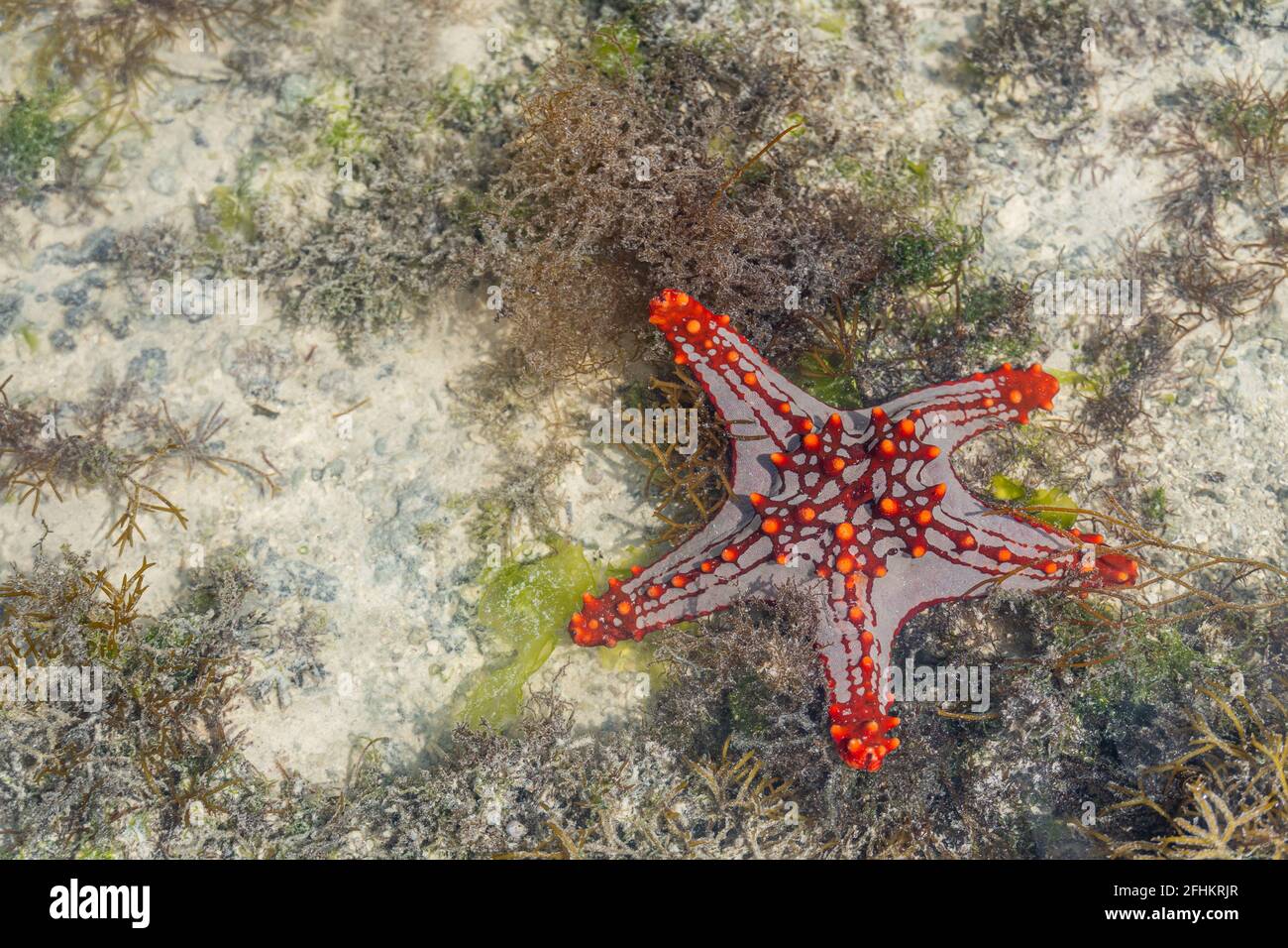 Colorful african red-knobbed Sea Star at low tide on wet sand, Zanzibar island, Tanzania Stock Photo