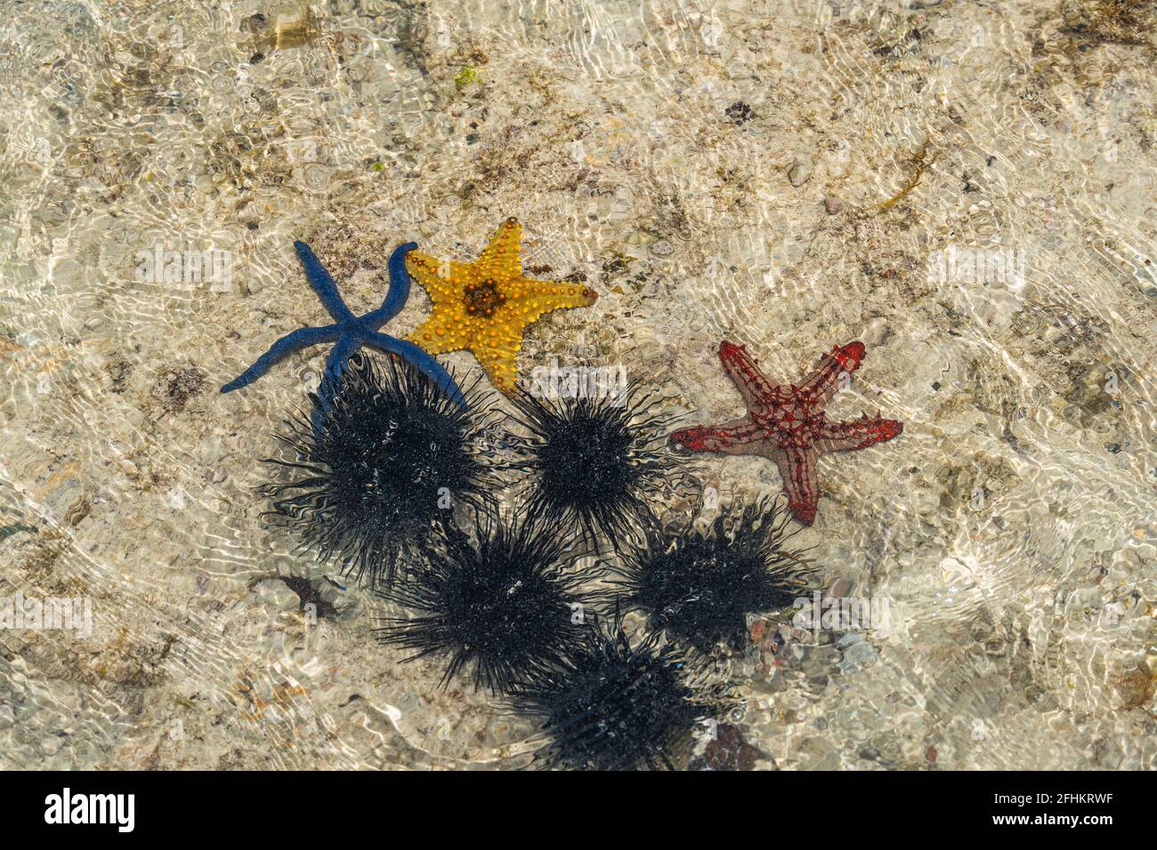 Orange, red and blue starfish and black urchin at low tide near the shore in water, Zanzibar, Tanzania Stock Photo