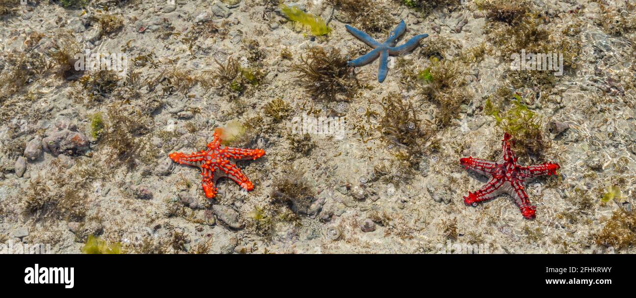 Panorama of orange, red and blue starfish at low tide near the shore in water, Zanzibar, Tanzania Stock Photo