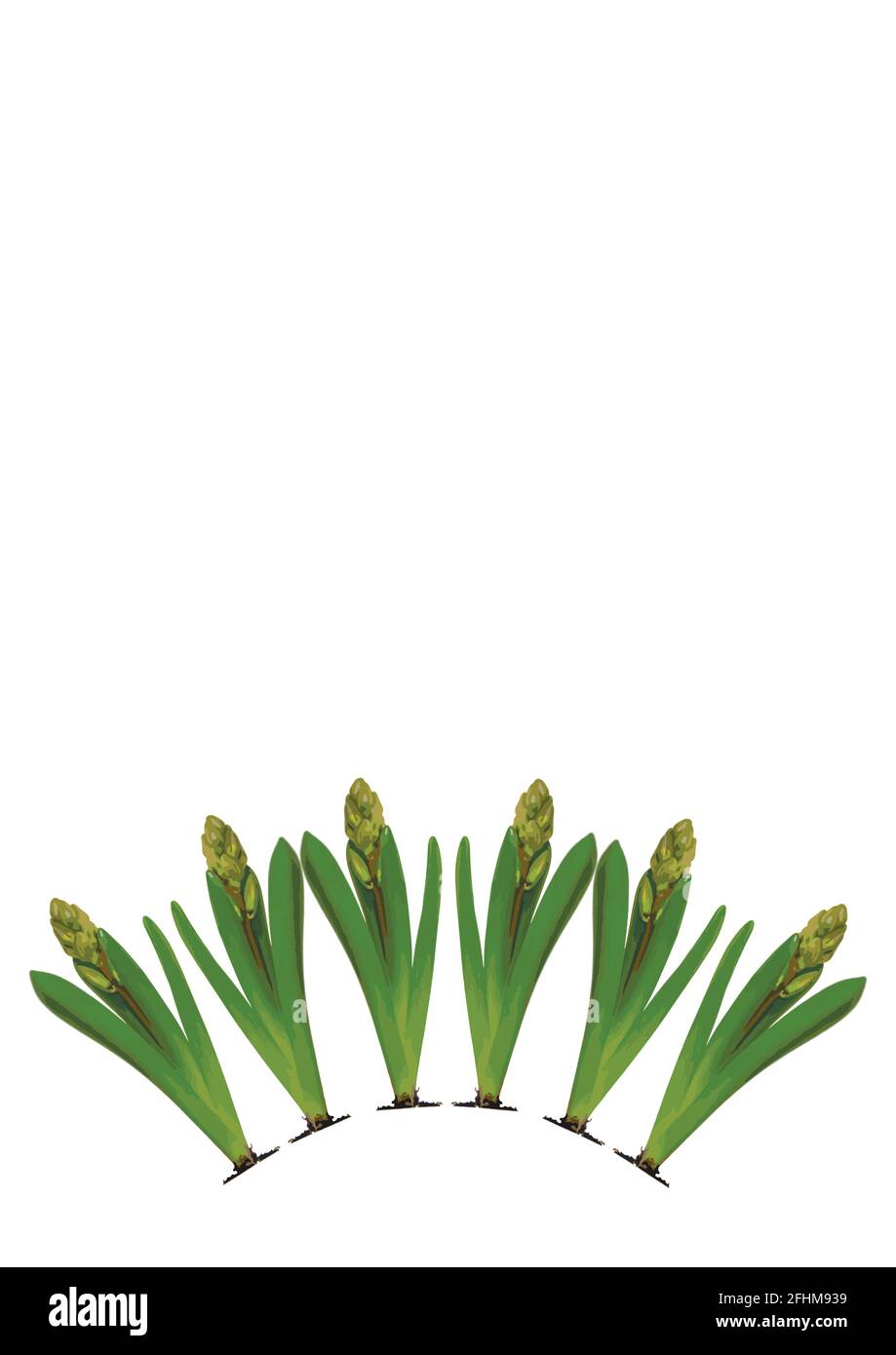 Spring. They cursed from the bulbs of hyacinth. Frame on a vertical ...