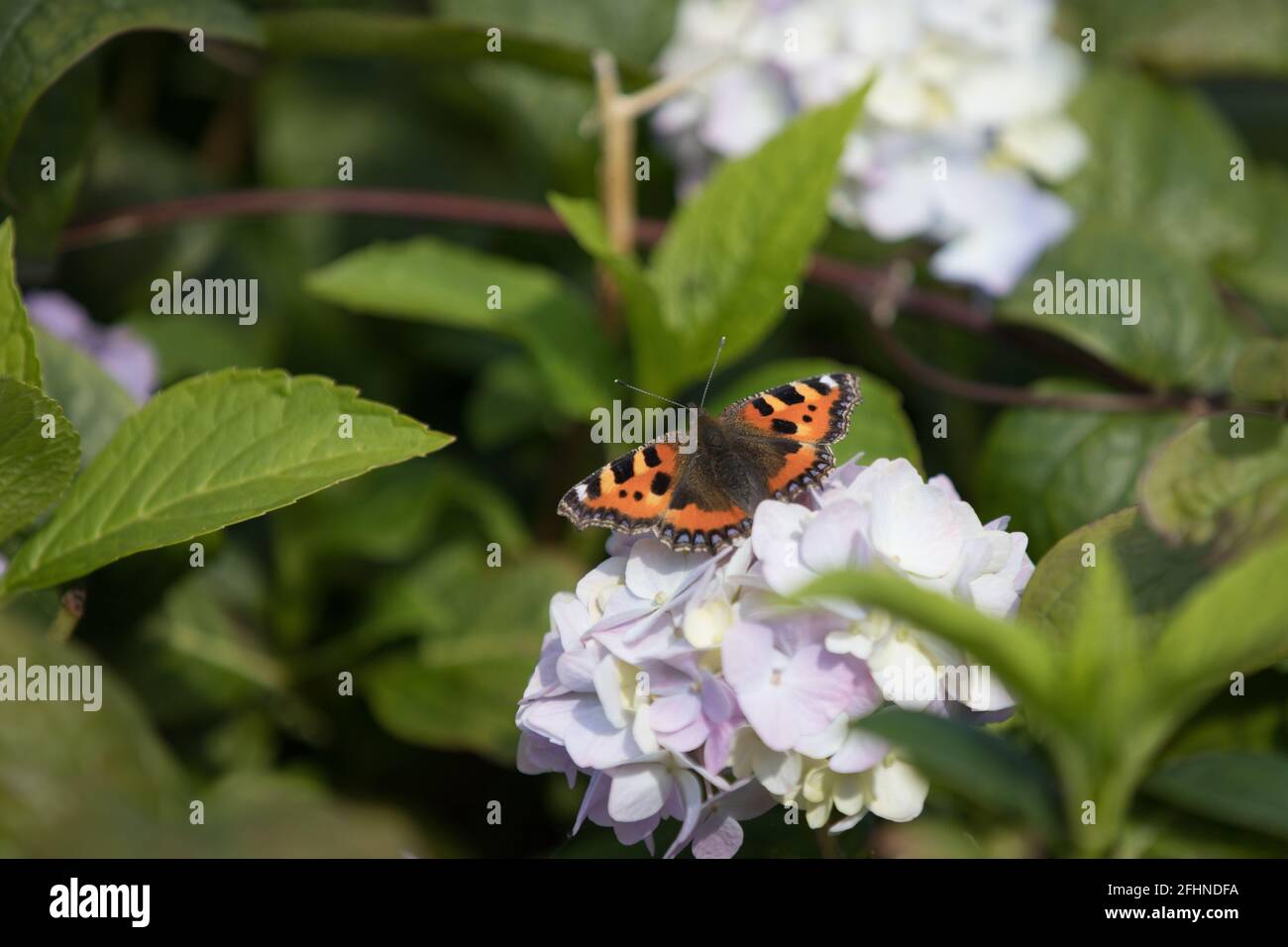 Large tortoiseshell butterfly sitting on a white flower. British insect in a UK garden in summer Stock Photo