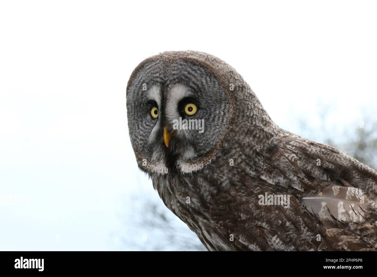 The Owls (Strigiformes) are an order of birds Stock Photo