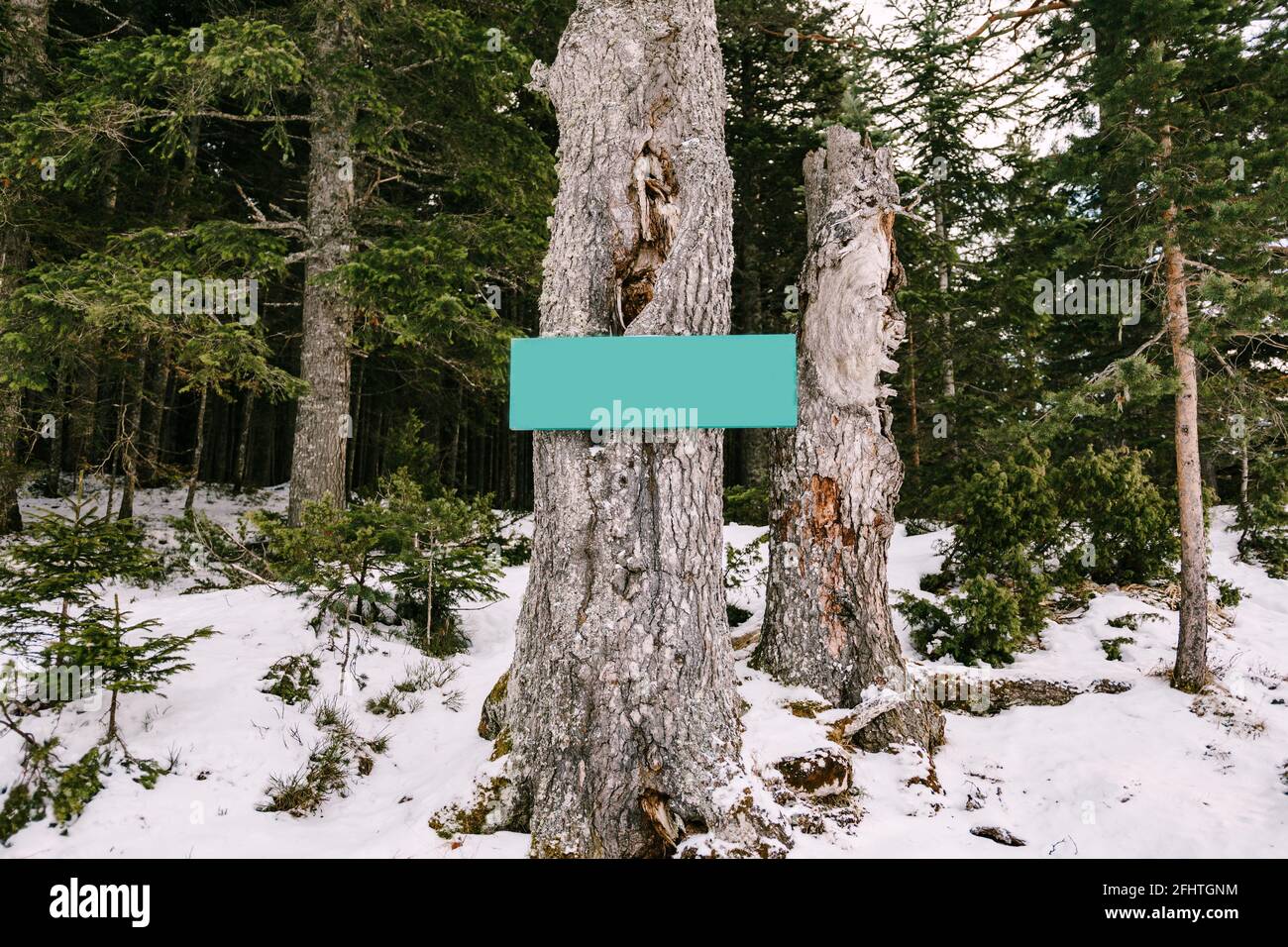 Blank horizontal sign on a tree in a coniferous forest in winter Stock ...