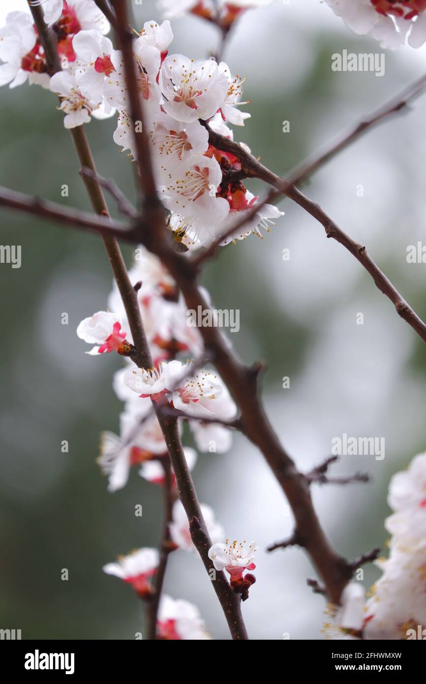 White Beautiful Apricot Flowers on tree macro shoot Stock Photo