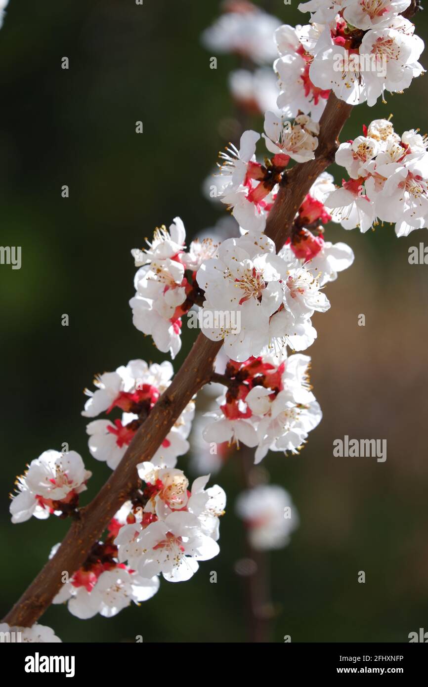 Red and White Beautiful Apricot Flowers on tree bookeh Stock Photo