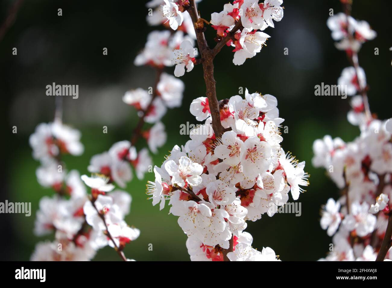 Red and White Beautiful Apricot Flowers on tree bookeh Stock Photo