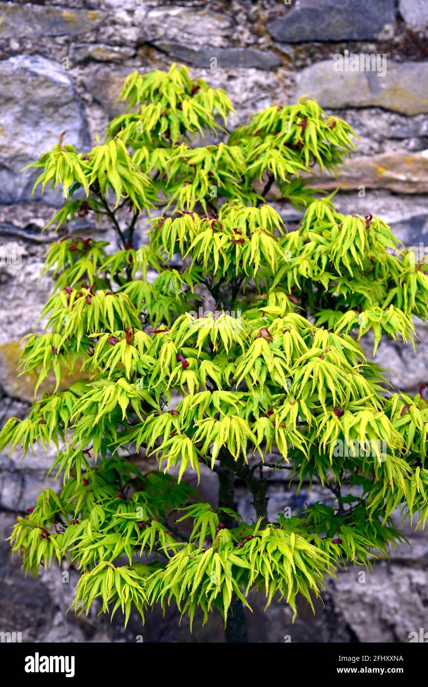 Acer palmatum Mikawa-yatsubusa, shingle roof maple,dwarf acer,dwarf maple,green leaves,green foliage,attractive foliage,attractive leaves,spring folia Stock Photo