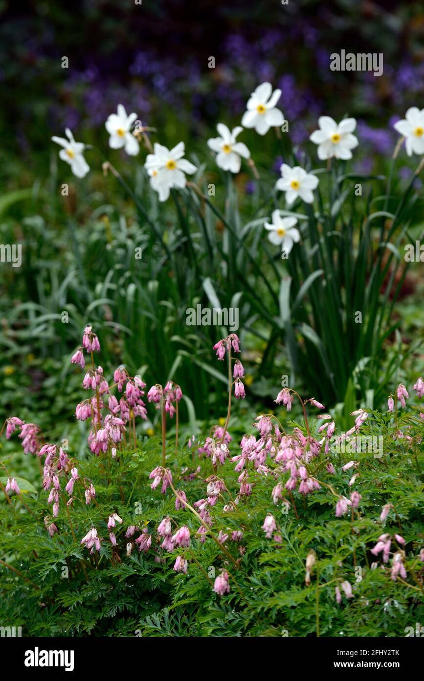 Dicentra eximia,Narcissus poeticus var recurvus,Pheasant's eye daffodil,,spring flower,wildflower,woodland,woodland garden,naturalise,RM Floral Stock Photo