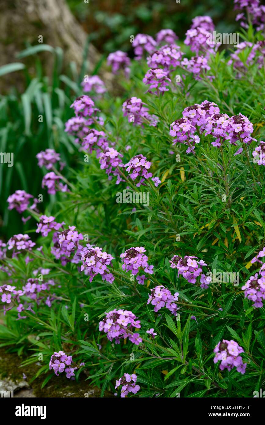 Erysimum bicolor Bowles’s Mauve,perennial wallflower,wallflowers,purple flowers,flowering,spring,spring in the garden,RM floral Stock Photo