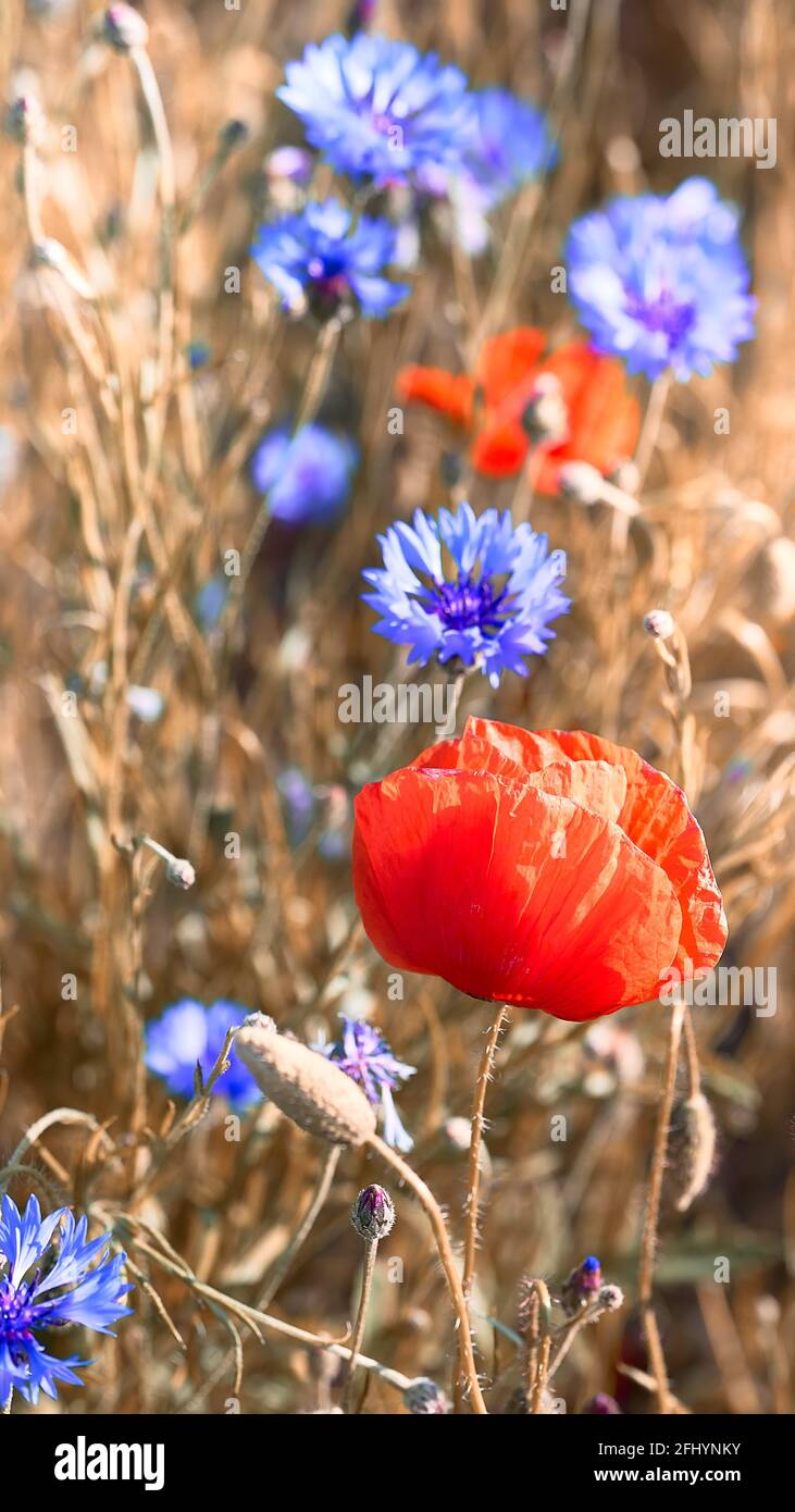 Field with red poppies, cornflower flowers. Close-up on flaming red flowers outdoors on a field in end of May in Spring, toned image. Stock Photo