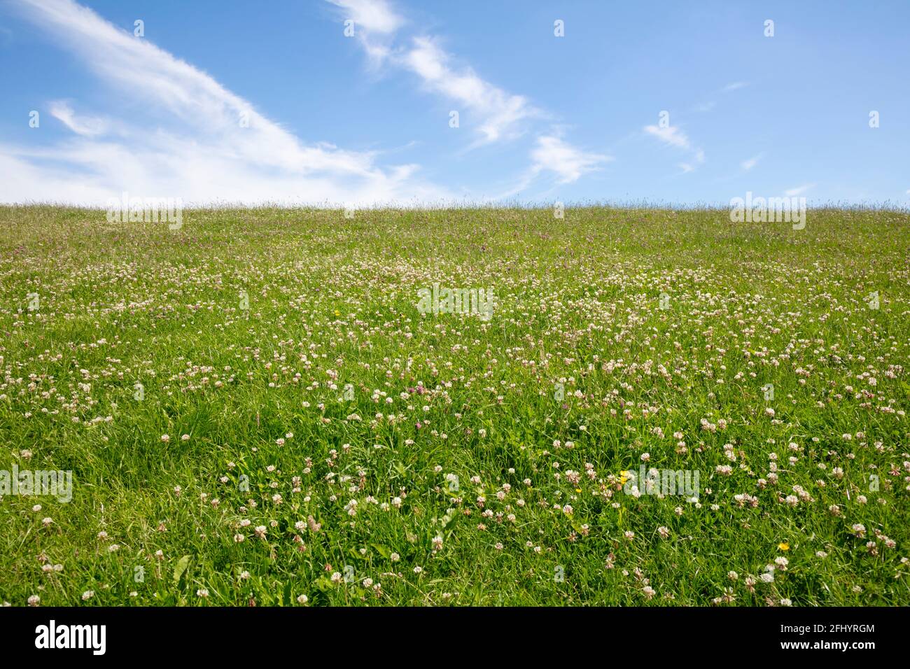 Grass at the dyke, East Frisia, Lower saxony, Germany, Europe Stock Photo