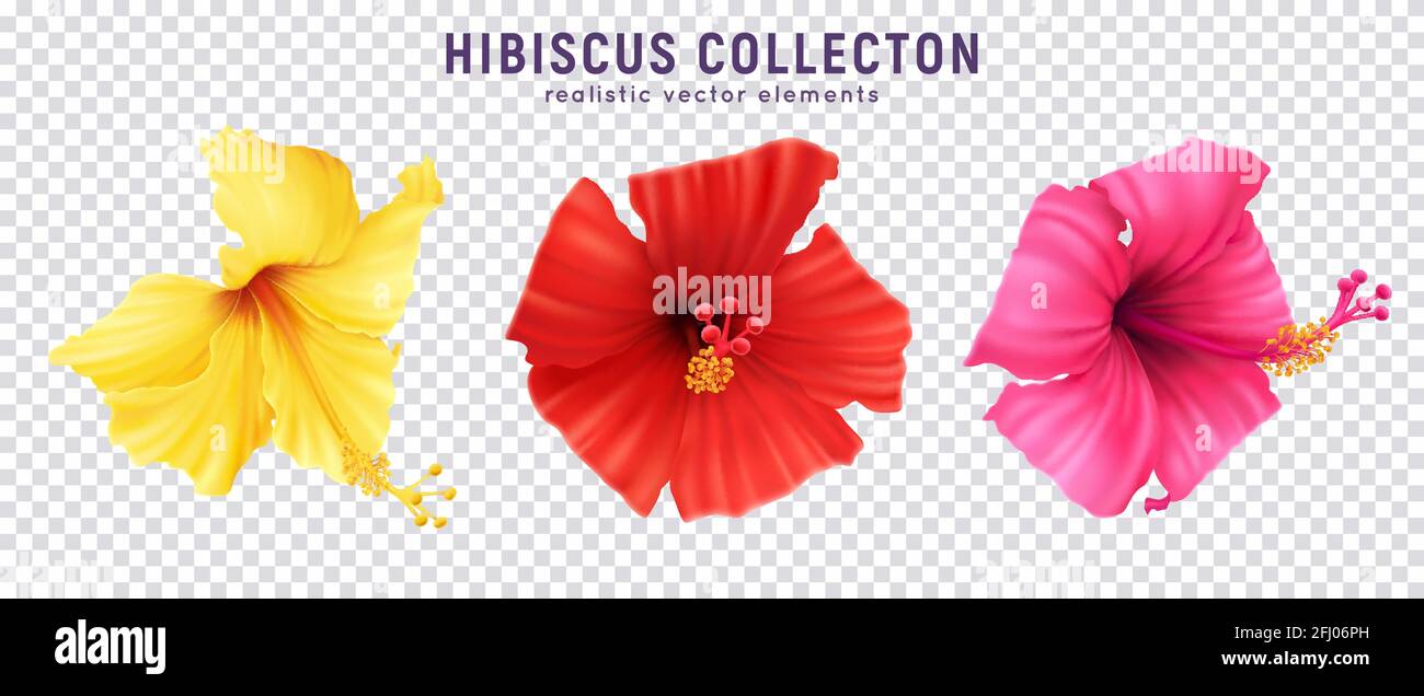 Realistic hibiscus color set with colourful images of blossom flowers isolated on transparent background with text vector illustration Stock Vector