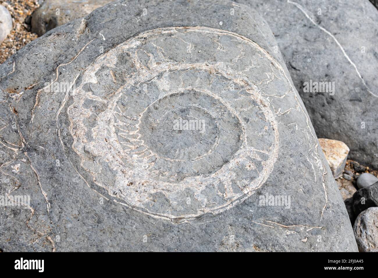 Large ammonite fossil embedded in rock on shore of the Jurassic Coast
