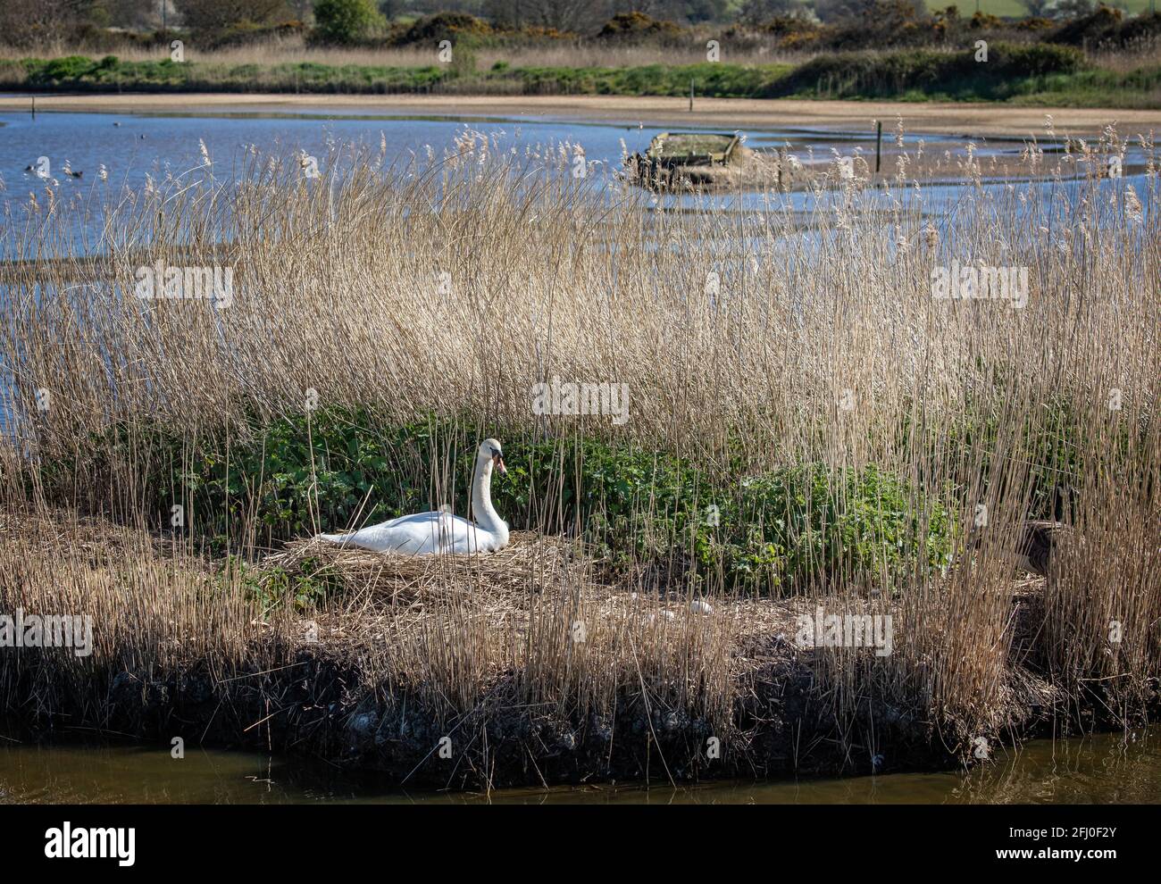 Mute Swan on nest in reed beds Stock Photo