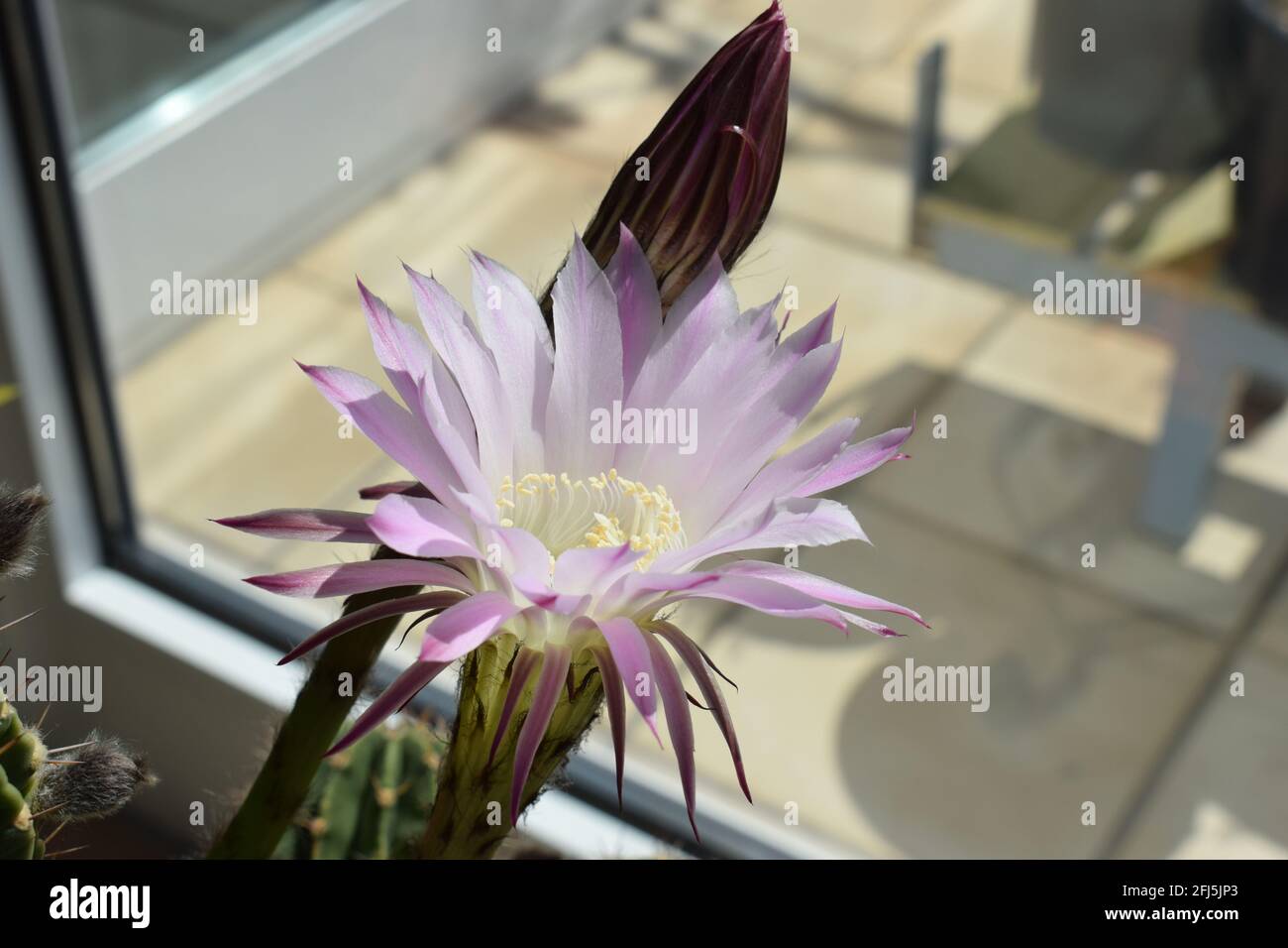 blooming 'queen of the night' cactus, scientific name Selenicereus
