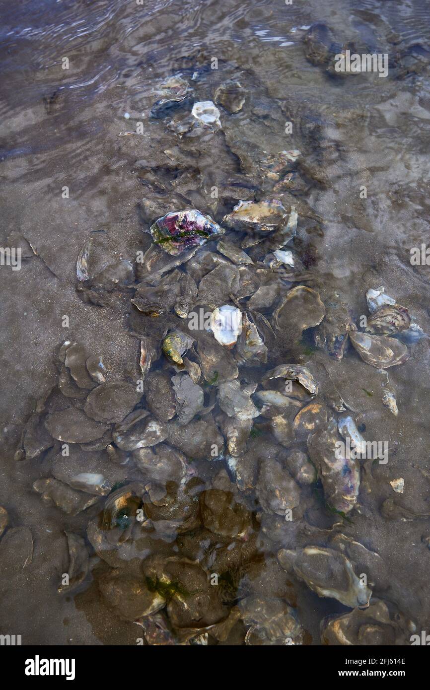 vertical format of set of live oysters and mollusk shells in sand from ...