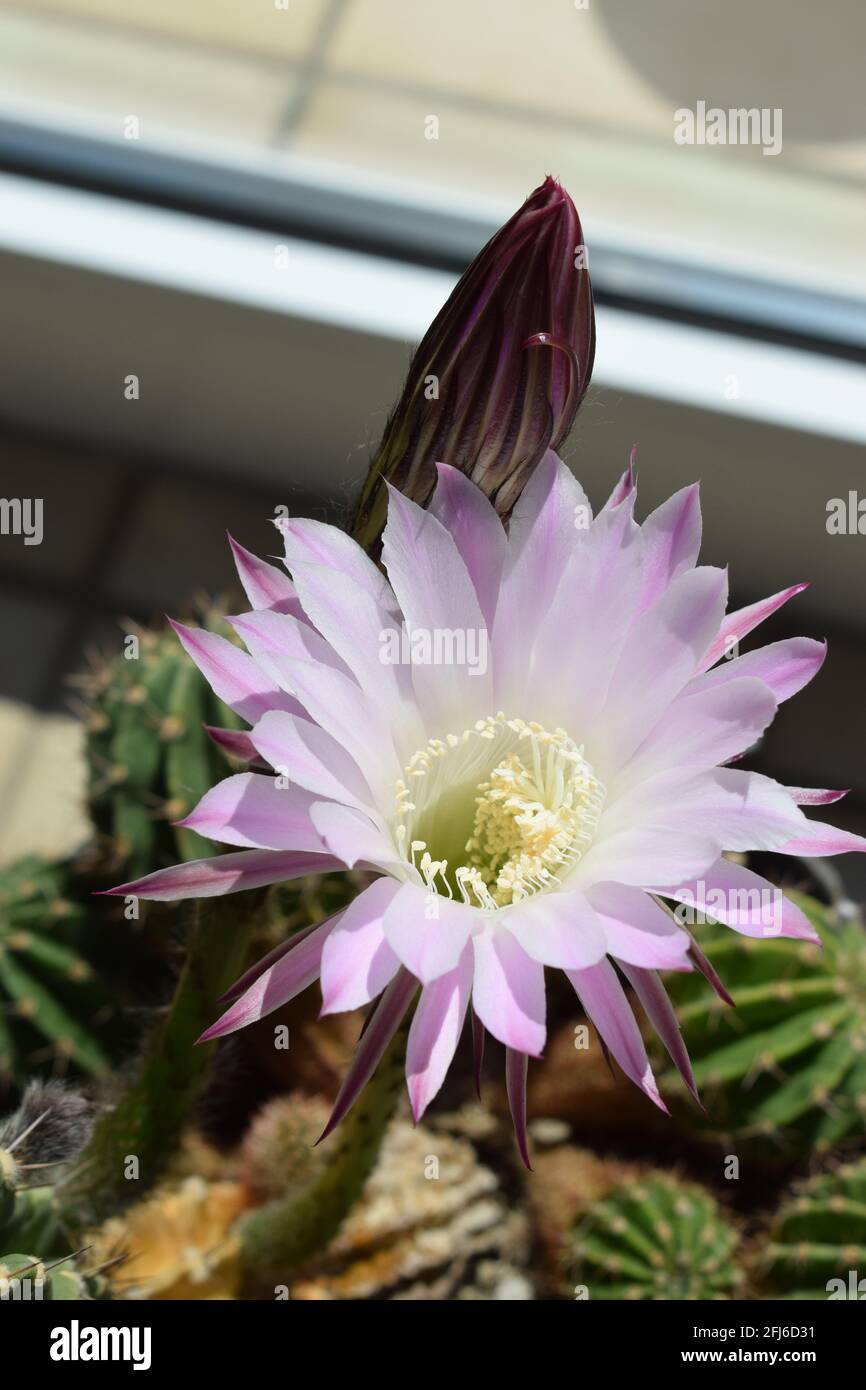blooming 'queen of the night' cactus, scientific name Selenicereus