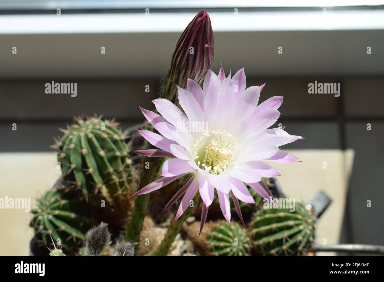 blooming 'queen of the night' cactus, scientific name Selenicereus