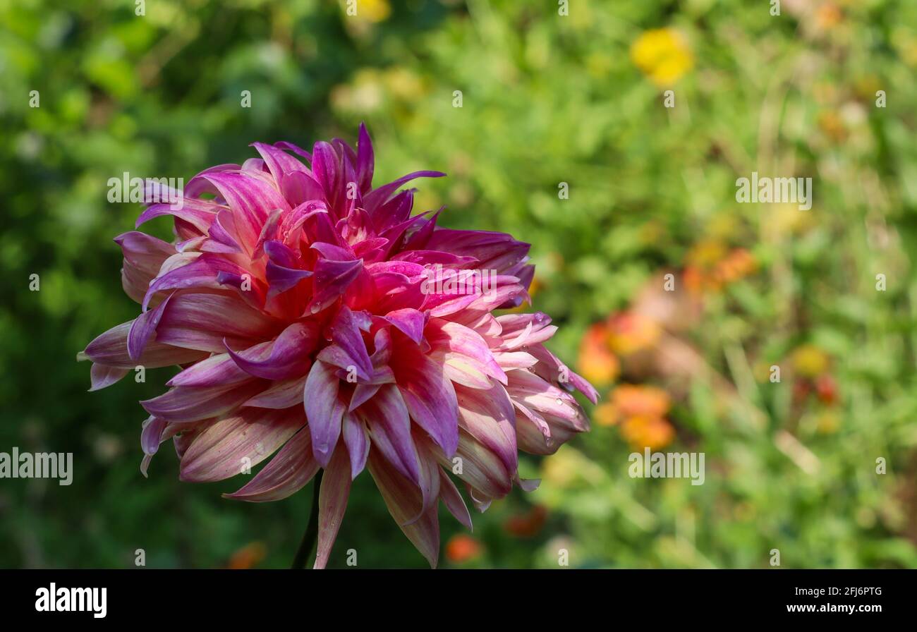 Pink dalia flower Stock Photo