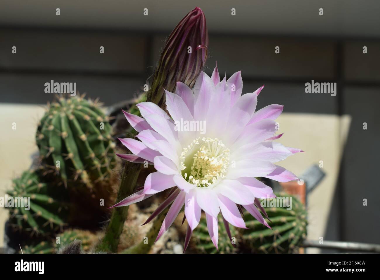 blooming 'queen of the night' cactus, scientific name Selenicereus