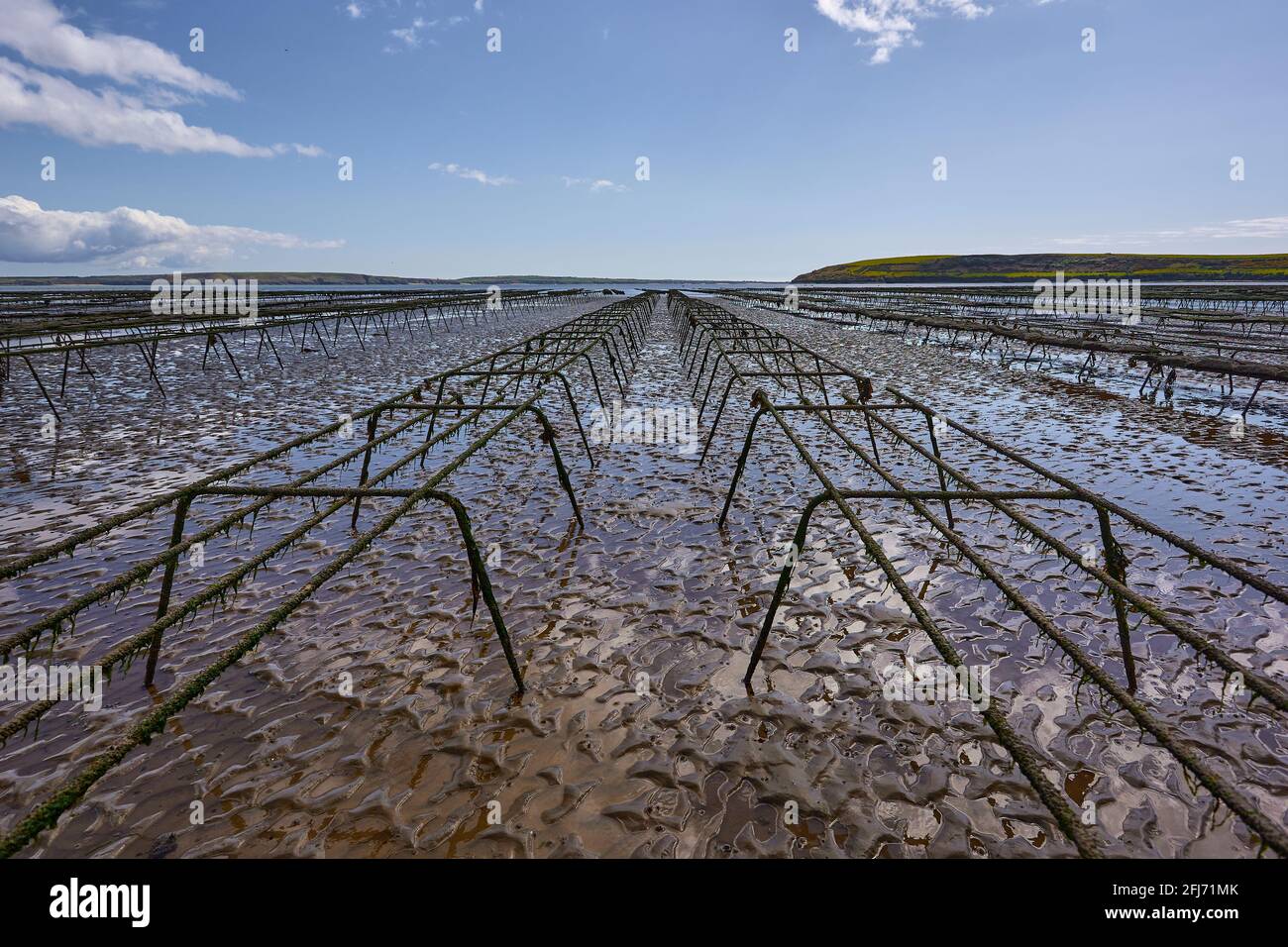 empty lines of oyster beds for farming. aquaculture in Waterford