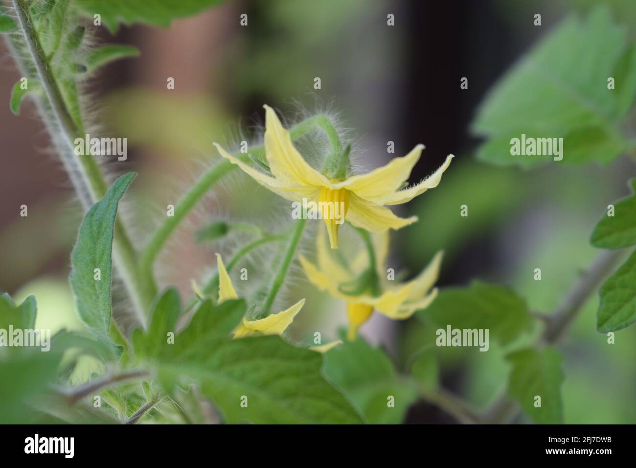 blooming tomato plant Stock Photo Alamy