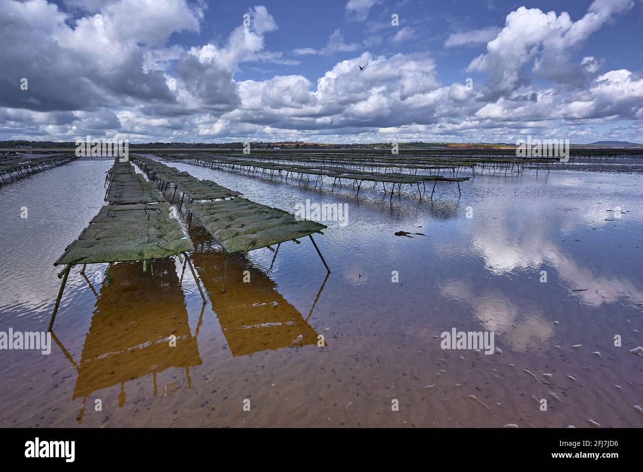 Woodstown Beach, Waterford, Ireland. production of oysters on the high seas, mollusc fish farm. Animal production for feeding Stock Photo