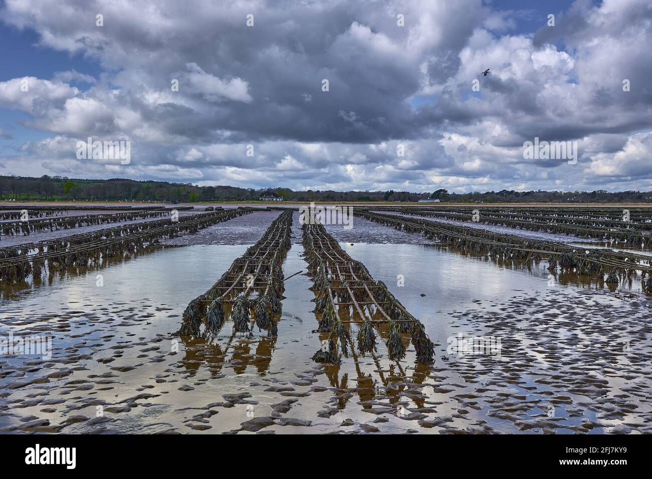 production of oysters on the high seas, mollusc fish farm. Animal production for feeding Stock Photo
