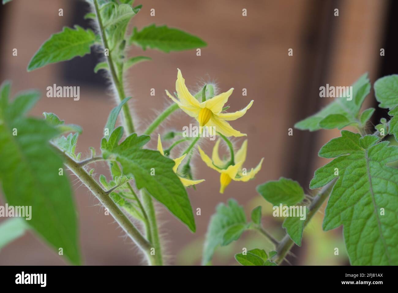 blooming tomato plant Stock Photo Alamy