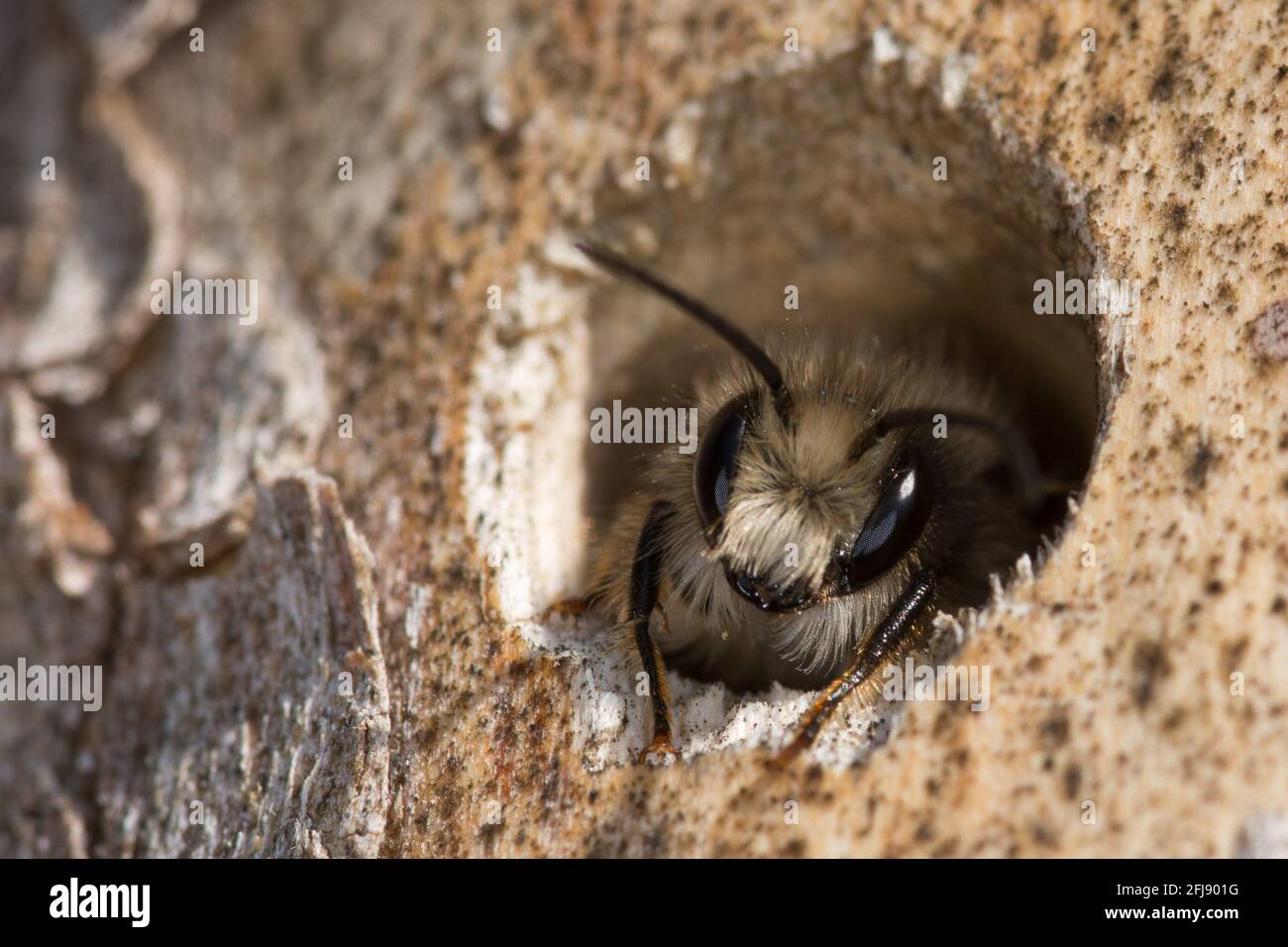 Männchen der Rostrote Mauerbiene im Schlafplatz Stock Photo