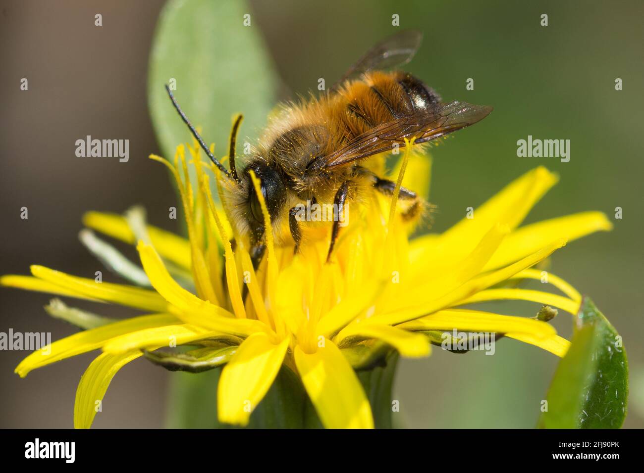 rostrote Mauerbiene am Löwenzahn Stock Photo